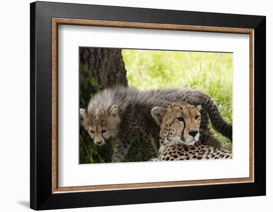 Cheetah and Cub, Masai Mara, Kenya-Sergio Pitamitz-Framed Photographic Print