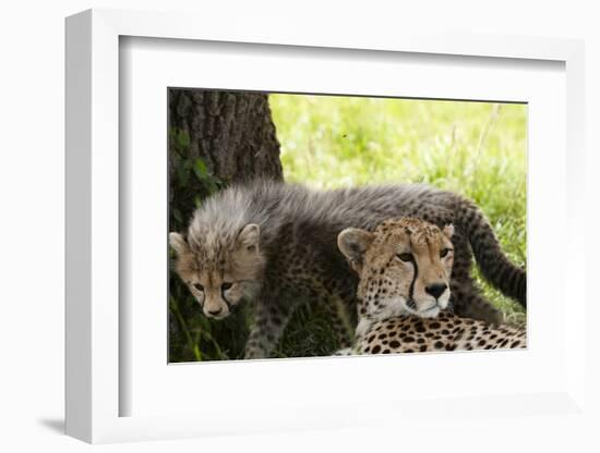 Cheetah and Cub, Masai Mara, Kenya-Sergio Pitamitz-Framed Photographic Print