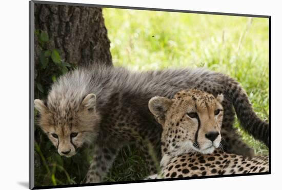 Cheetah and Cub, Masai Mara, Kenya-Sergio Pitamitz-Mounted Photographic Print