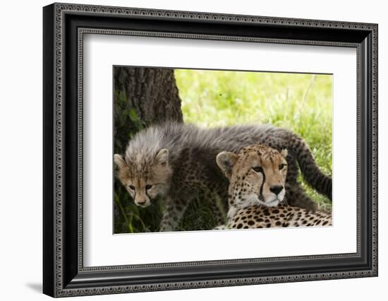 Cheetah and Cub, Masai Mara, Kenya-Sergio Pitamitz-Framed Photographic Print