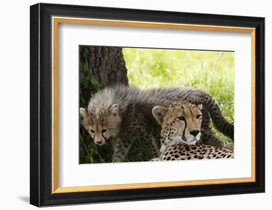 Cheetah and Cub, Masai Mara, Kenya-Sergio Pitamitz-Framed Photographic Print