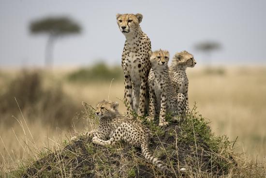 Photographic Print, , large
