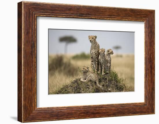 Cheetah and Cubs, Masai Mara Game Reserve, Kenya-null-Framed Photographic Print