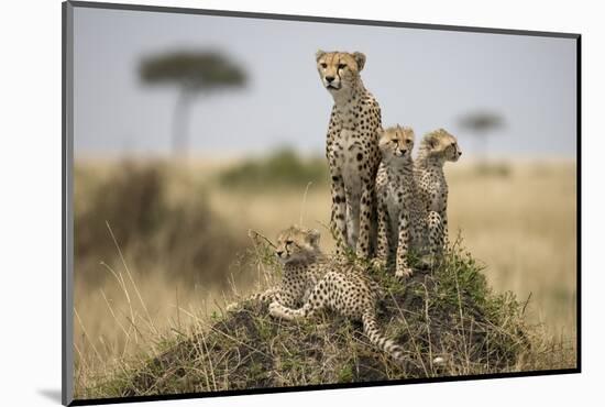 Cheetah and Cubs, Masai Mara Game Reserve, Kenya-null-Mounted Photographic Print