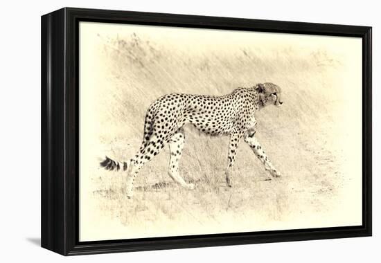 Cheetah, Artistic Version, Walking in Grassland Botswana, Africa-Sheila Haddad-Framed Premier Image Canvas