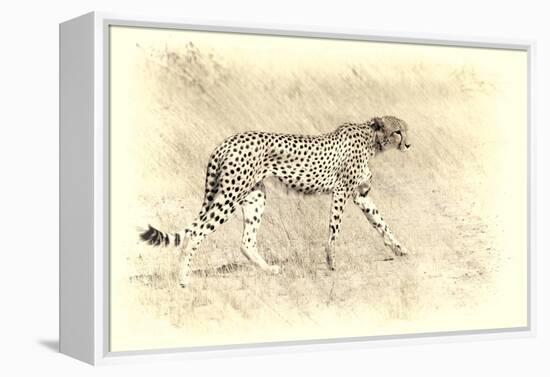 Cheetah, Artistic Version, Walking in Grassland Botswana, Africa-Sheila Haddad-Framed Premier Image Canvas