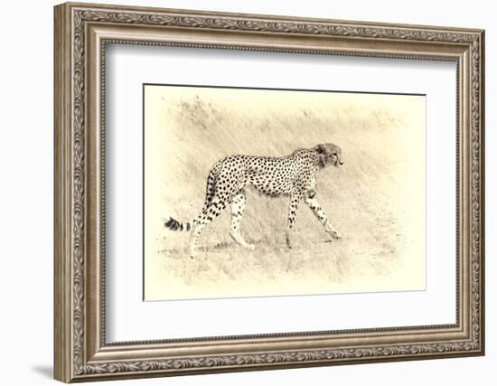 Cheetah, Artistic Version, Walking in Grassland Botswana, Africa-Sheila Haddad-Framed Photographic Print