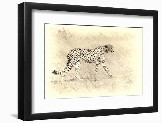 Cheetah, Artistic Version, Walking in Grassland Botswana, Africa-Sheila Haddad-Framed Photographic Print