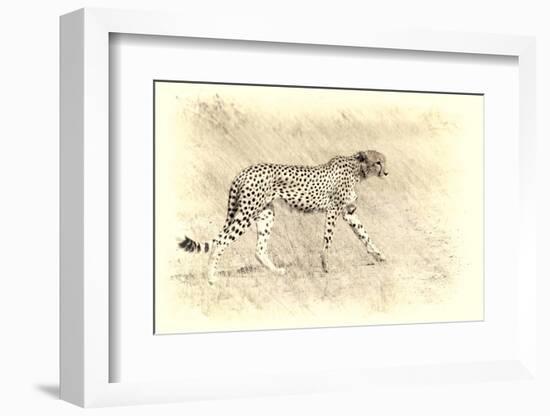 Cheetah, Artistic Version, Walking in Grassland Botswana, Africa-Sheila Haddad-Framed Photographic Print