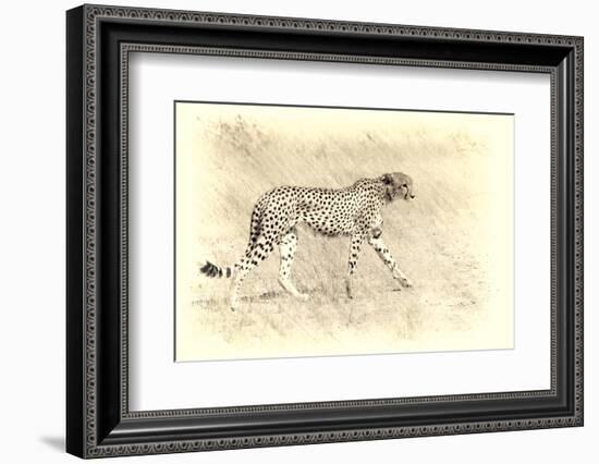 Cheetah, Artistic Version, Walking in Grassland Botswana, Africa-Sheila Haddad-Framed Photographic Print