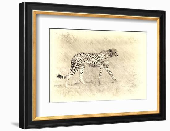 Cheetah, Artistic Version, Walking in Grassland Botswana, Africa-Sheila Haddad-Framed Photographic Print