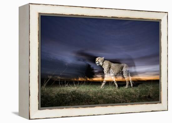 Cheetah at Dusk-Paul Souders-Framed Premier Image Canvas