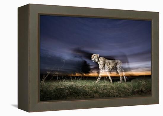 Cheetah at Dusk-Paul Souders-Framed Premier Image Canvas
