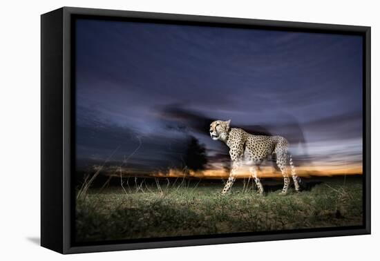 Cheetah at Dusk-Paul Souders-Framed Premier Image Canvas