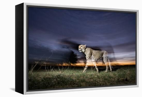 Cheetah at Dusk-Paul Souders-Framed Premier Image Canvas