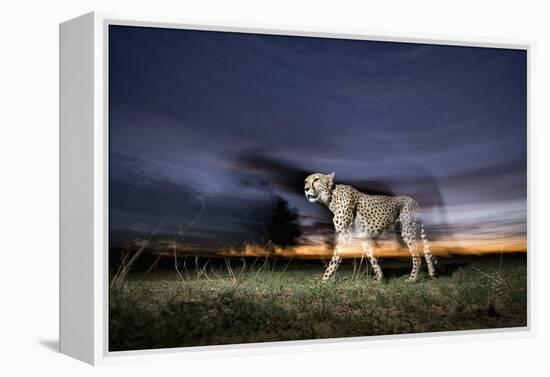 Cheetah at Dusk-Paul Souders-Framed Premier Image Canvas