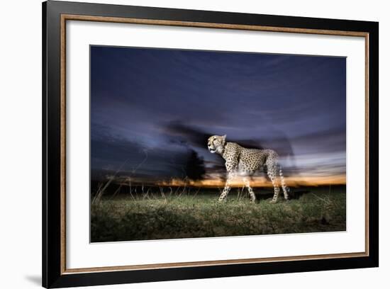 Cheetah at Dusk-Paul Souders-Framed Photographic Print