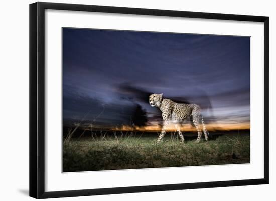 Cheetah at Dusk-Paul Souders-Framed Photographic Print