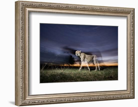 Cheetah at Dusk-Paul Souders-Framed Photographic Print