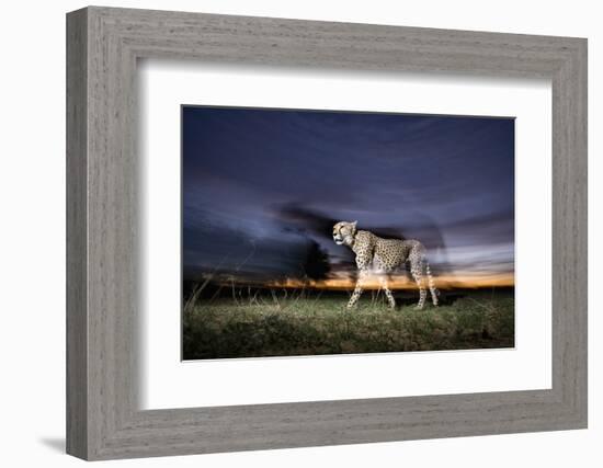 Cheetah at Dusk-Paul Souders-Framed Photographic Print