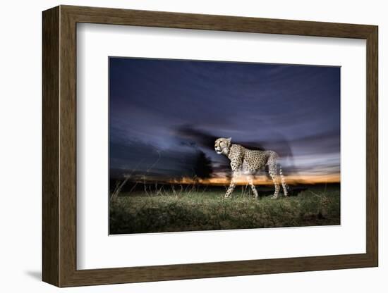 Cheetah at Dusk-Paul Souders-Framed Photographic Print