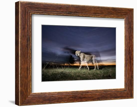 Cheetah at Dusk-Paul Souders-Framed Photographic Print