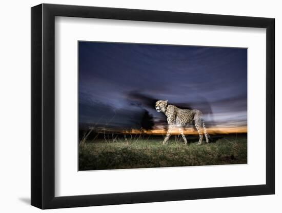 Cheetah at Dusk-Paul Souders-Framed Photographic Print