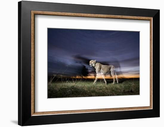 Cheetah at Dusk-Paul Souders-Framed Photographic Print