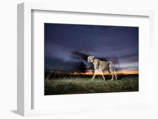 Cheetah at Dusk-Paul Souders-Framed Photographic Print