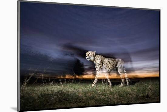 Cheetah at Dusk-Paul Souders-Mounted Photographic Print