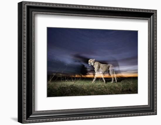 Cheetah at Dusk-Paul Souders-Framed Photographic Print