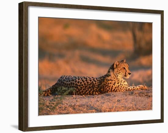 Cheetah, at Sunset, Okavango Delta, Botswana-Pete Oxford-Framed Photographic Print