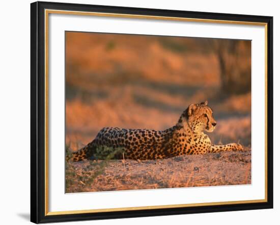 Cheetah, at Sunset, Okavango Delta, Botswana-Pete Oxford-Framed Photographic Print