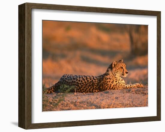 Cheetah, at Sunset, Okavango Delta, Botswana-Pete Oxford-Framed Photographic Print