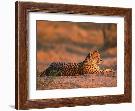 Cheetah, at Sunset, Okavango Delta, Botswana-Pete Oxford-Framed Photographic Print