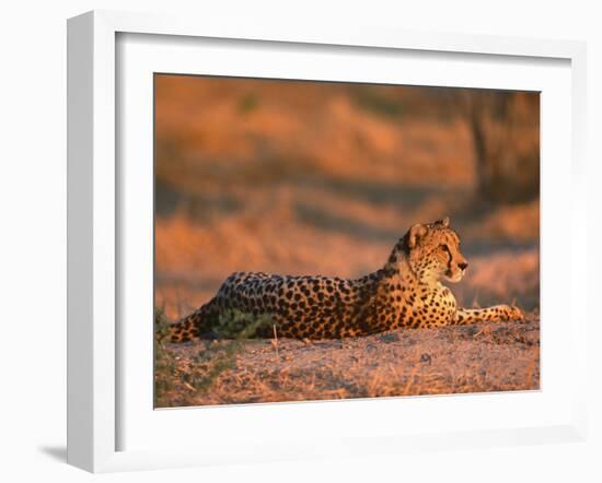 Cheetah, at Sunset, Okavango Delta, Botswana-Pete Oxford-Framed Photographic Print