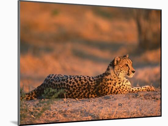 Cheetah, at Sunset, Okavango Delta, Botswana-Pete Oxford-Mounted Photographic Print