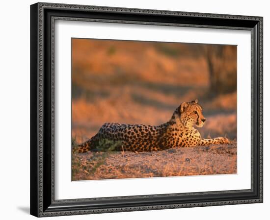 Cheetah, at Sunset, Okavango Delta, Botswana-Pete Oxford-Framed Photographic Print