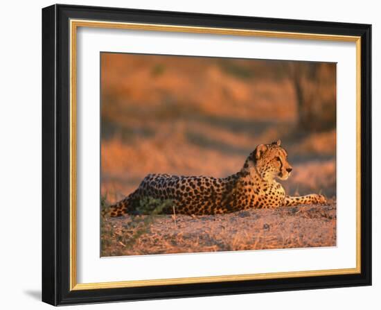 Cheetah, at Sunset, Okavango Delta, Botswana-Pete Oxford-Framed Photographic Print