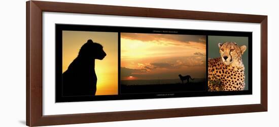 Cheetah at Sunset-Michel & Christine Denis-Huot-Framed Art Print