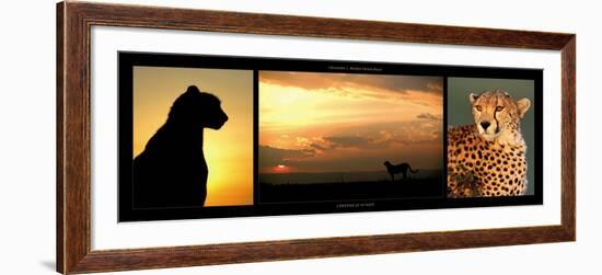 Cheetah at Sunset-Michel & Christine Denis-Huot-Framed Art Print