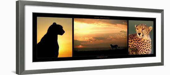 Cheetah at Sunset-Michel & Christine Denis-Huot-Framed Art Print