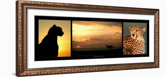 Cheetah at Sunset-Michel & Christine Denis-Huot-Framed Art Print