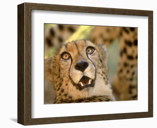 Cheetah, Cango Wildlife Ranch, Oudtshoorn, South Africa-Walter Bibikow-Framed Photographic Print