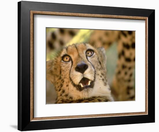 Cheetah, Cango Wildlife Ranch, Oudtshoorn, South Africa-Walter Bibikow-Framed Photographic Print