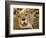 Cheetah, Cango Wildlife Ranch, Oudtshoorn, South Africa-Walter Bibikow-Framed Photographic Print