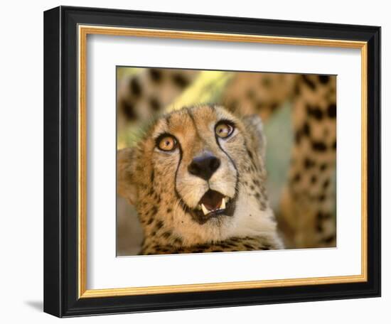 Cheetah, Cango Wildlife Ranch, Oudtshoorn, South Africa-Walter Bibikow-Framed Photographic Print