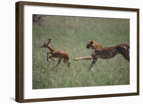 Cheetah Chasing Impala Foal in Grass-DLILLC-Framed Photographic Print