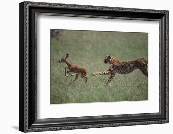 Cheetah Chasing Impala Foal in Grass-DLILLC-Framed Photographic Print