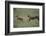 Cheetah Chasing Impala Foal in Grass-DLILLC-Framed Photographic Print